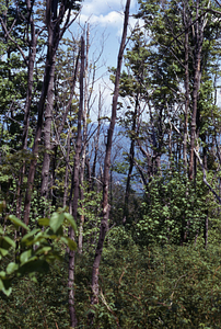 Saddled prominent (Heterocampa guttivitta ) caterpillar defoliation area on White Rocks two years after defoliation. View to northeast.