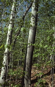 Young beech leafing-out in the Beinecke Stand, 1 May 1971