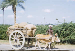 Ox cart with a load of grain