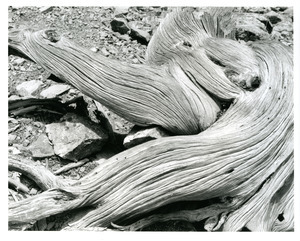 Old tree stump, Mt. Royal