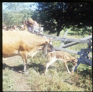 Milk cow and newborn calf, Wendell Farm
