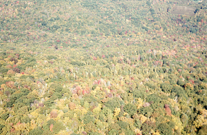 Aerial oblique closer-up view across Birch Strips on 14 October 1971. White bark of isolation strip trees visible in center.