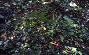 White baneberry (Actaea pachypoda) south of the Moon Lot.