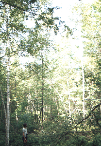 Taber Allison in the Birch Strips - strip 3.