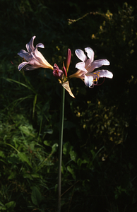 Resurrection lily (Lycoris squamigera) growing in Buxton garden. Transplanted from the Hopkins Mansion, Purple-and-gold Garden.