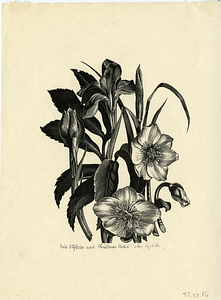 Iris Stylosa & Christmas Rose