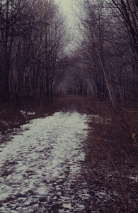 Carriage Road, Lower Loop Trail, in the eastern portion of Hopkins pasture.
