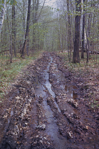 Water flowing in tire track rutted Upper Loop Trail.