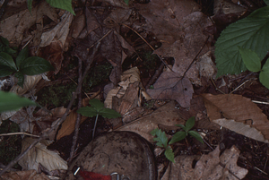 Wood frog camouflaged on leaves in front of H.W. Art's hiking boot.