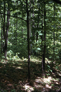 Hopkins Forest in MA opposite of highgrading in Langworthy property.