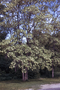 Black locust at Carriage House on 20 June 1971