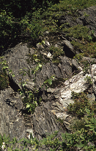 Yellow birch seedling growing in phyllite outcrop along Taconic Crest Trail, Petersburg Pass, Petersburg, NY