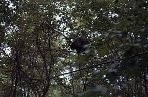 Porcupine (Erethizon dorsatum) in tree in Moon Hollow of the Hopkins Forest.