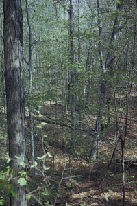 Beinecke Stand downslope from between Permanent Plots 0942 and 1042.