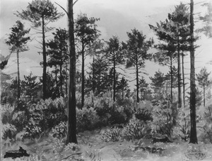 White pine stand by Stephen L. Hamilton