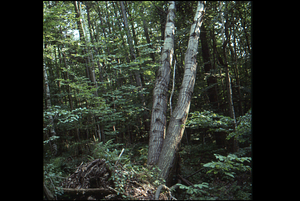 Wind tip-up of quaking aspen following 15 July 1995 storm.