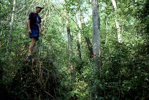 Tim Billo (Class of 1997) stands on blown-over quaking aspen from the 15 July 1995 storm. Permanent Plot 0731.