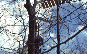Fallen red oak (Quercus rubra) in the Beinecke stand that went down in 1970 storm.