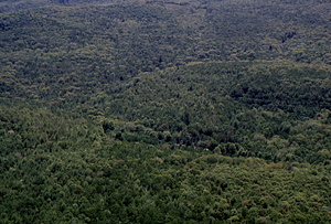 Aerial oblique view south over Moon - Primmer Lot along Plot Line 23 on 28 May 1972 in the Hopkins Forest.