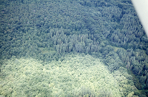 Aerial oblique view of U.S. Forest Service genetic plantations Compartment IV on 14 July 1971.