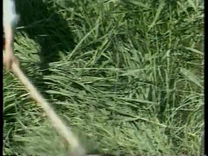 The MacNeil/Lehrer NewsHour