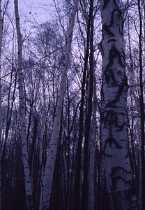 Paper birch and gray birch [right] in the Rye Lot