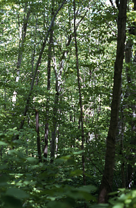 Northern Hardwood Forest at Taconic Range Crest rim of Moon Hollow.