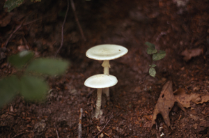 Destroying angel mushroom (Amanita bisporigera) in red oak (Quercus rubra) stand of Farm Forestry Unit.