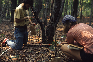 Claude dePamphilis and Melinda Lindquist harvesting red oak seedlings