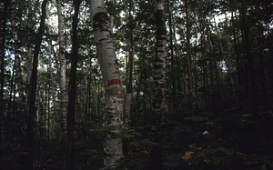 Paper birch regeneration study - Birch Strips. Paper birch-dominated forest in Moon Hollow west of birch strips Plot 0213.