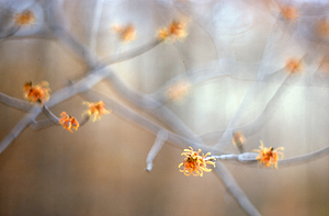 Witch-hazel (Hamamelis virginiana) in flower.
