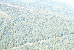 Aerial oblique view of ridge in southwestern with 1930s long-distance telephone line cut Hopkins Forest (Permanent Plot 1405) on 14 July 1971.