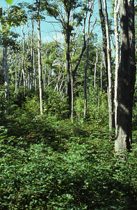 Color image of dead and live sugar maples (Acer saccharum) on transverse ridge following saddle-prominent caterpillar defoliation. False Color Infrared/True Color Project.