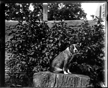 Dog Sitting on Stump