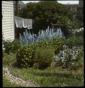 Eastport (private garden against house with drying laundry and Delphiniums?)