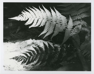 Marginal wood fern with shadow