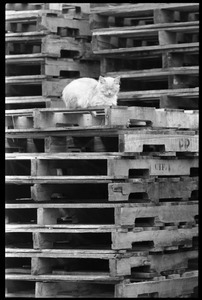 Cat seated on a stack of pallets, eyes closed