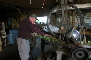 Hibbard Farm: Wallace Hibbard working with bunched asparagus