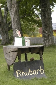 Rhubarb stand: old drop-leaf table on a lawn holding rhubarb for sale