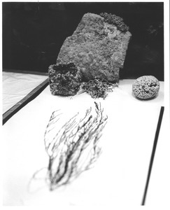Botany