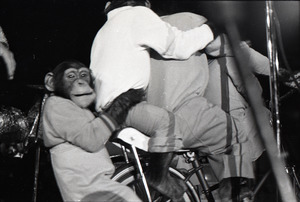 Chimpanzee vaudeville act opening for the Grateful Dead at Sargent Gym, Boston University: four chimpanzees on a bicycle