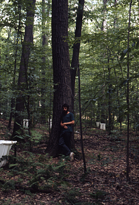 Peter L. Marks and mature red oak in International Biological Programme (IBP) Plot - U.S. Forest Service Farm Forestry Unit A South.