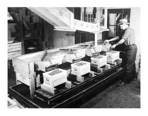 Filling boxes at Tremont Mass 1935