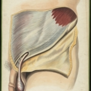Teaching watercolor of the spermatic cord going through the inguinal canal and the testis resting in the scrotum