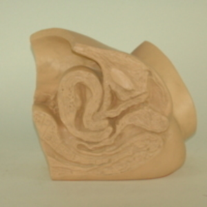 Replica of Dickinson-Belskie model of uterus five days after birth, 1945-2007