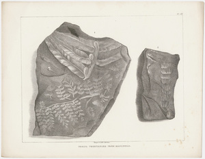 Plates, "Fossil vegetables from Mansfield," 1841