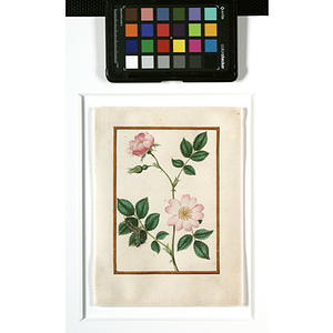 Botanical Watercolors