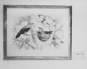 Engraving of Birds
