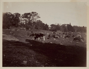 Underwood pasture of the Lyman estate, Waltham, Mass.