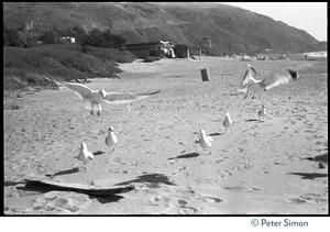 Seagulls on the beach